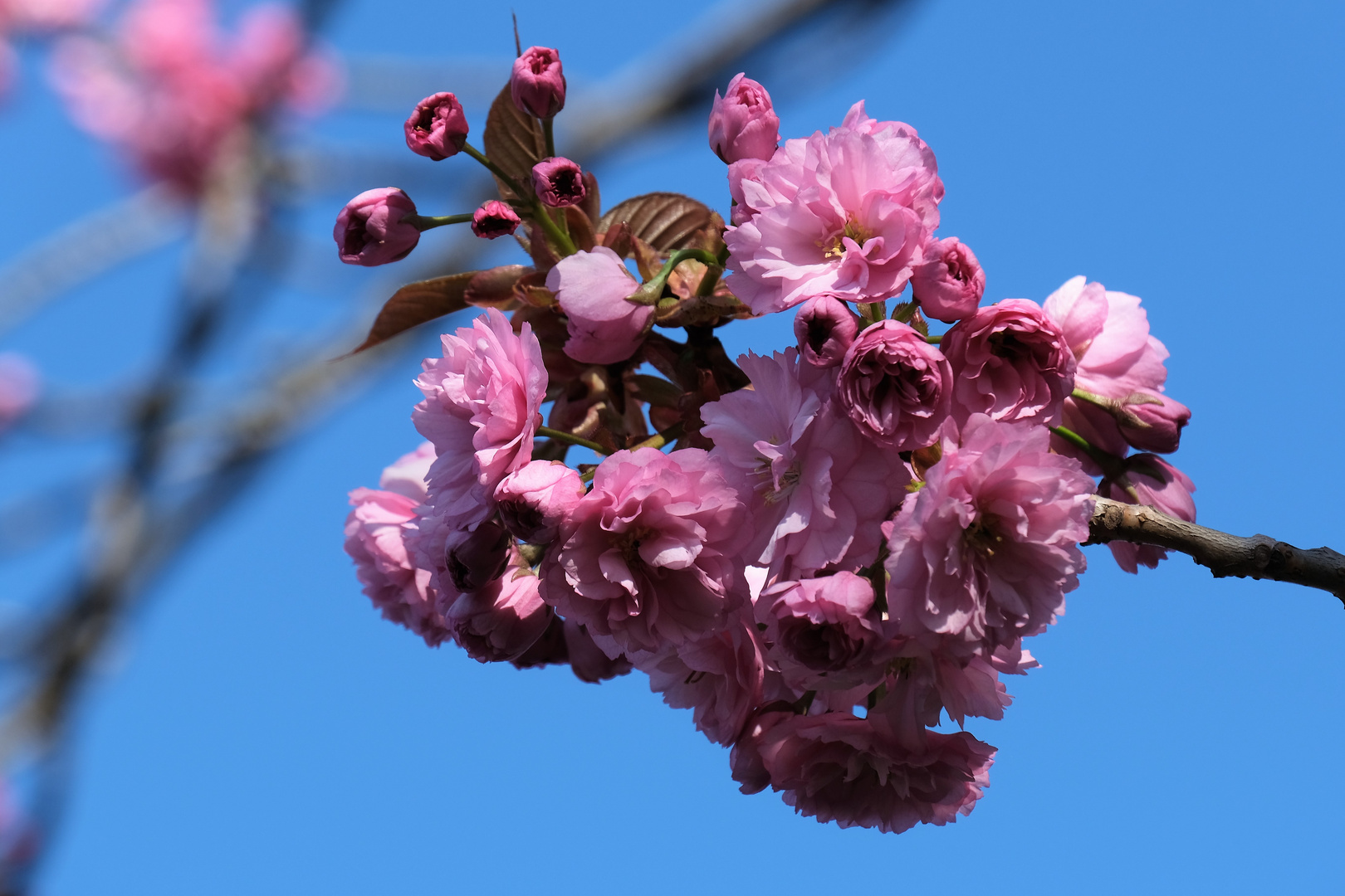 Kirschblüten in voller Pracht (2)