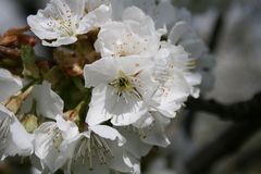 Kirschblüten in voller Pracht