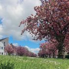 Kirschblüten in voller Pracht 