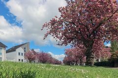 Kirschblüten in voller Pracht 