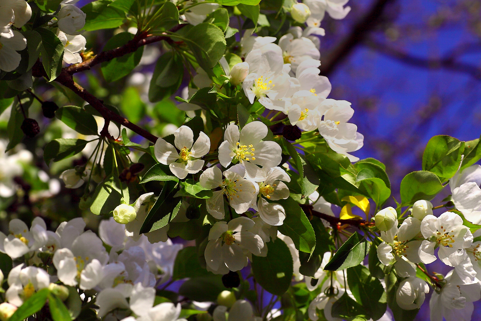 Kirschblüten in Weihenstefan