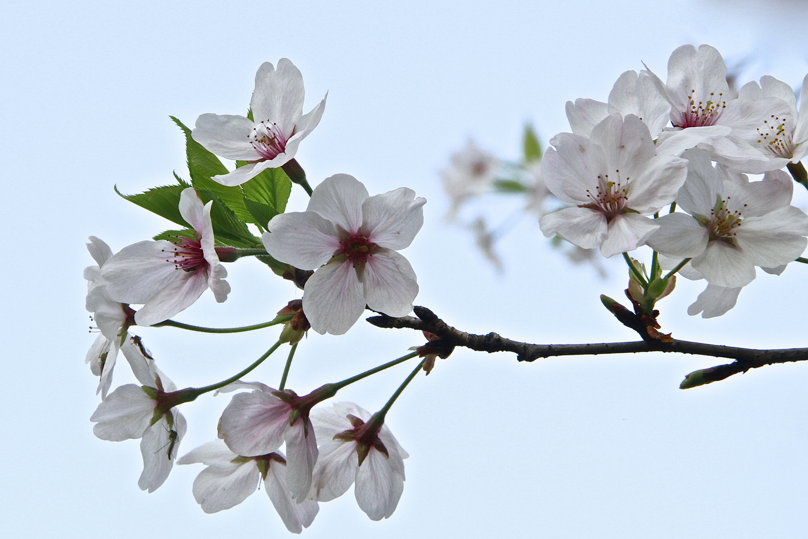 Kirschblüten in weiß