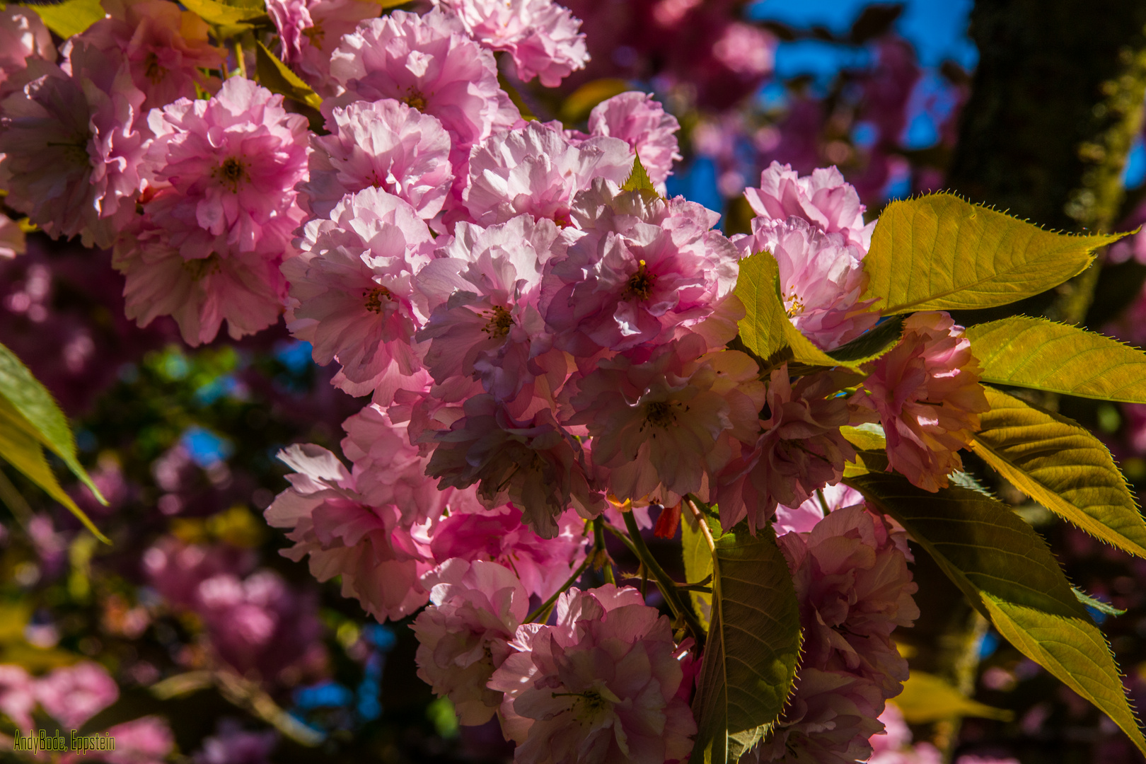 Kirschblüten in Wiesbaden Frauenstein