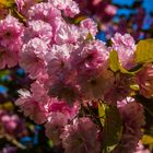 Kirschblüten in Wiesbaden Frauenstein