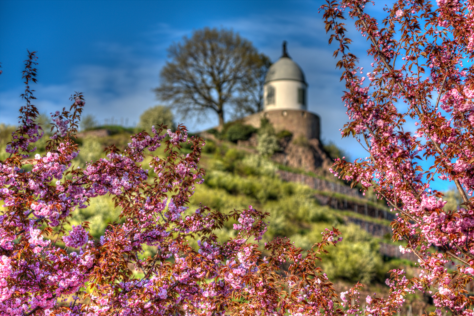 Kirschblüten-Jacobstein