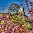 Kirschblüten-Jacobstein