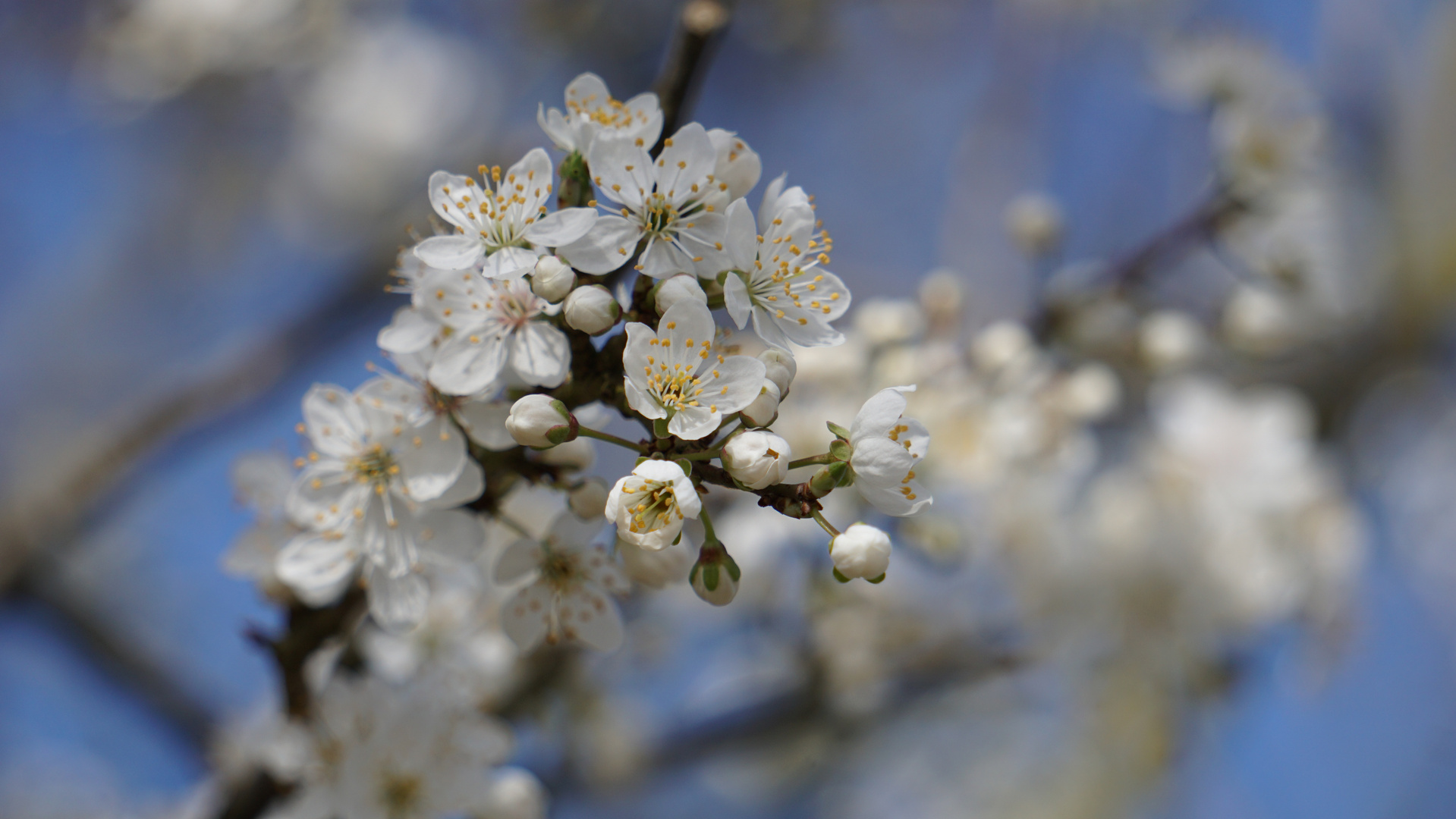 Kirschblüten - jetzt geht der Frühling richtig los!