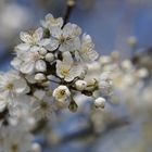 Kirschblüten - jetzt geht der Frühling richtig los!