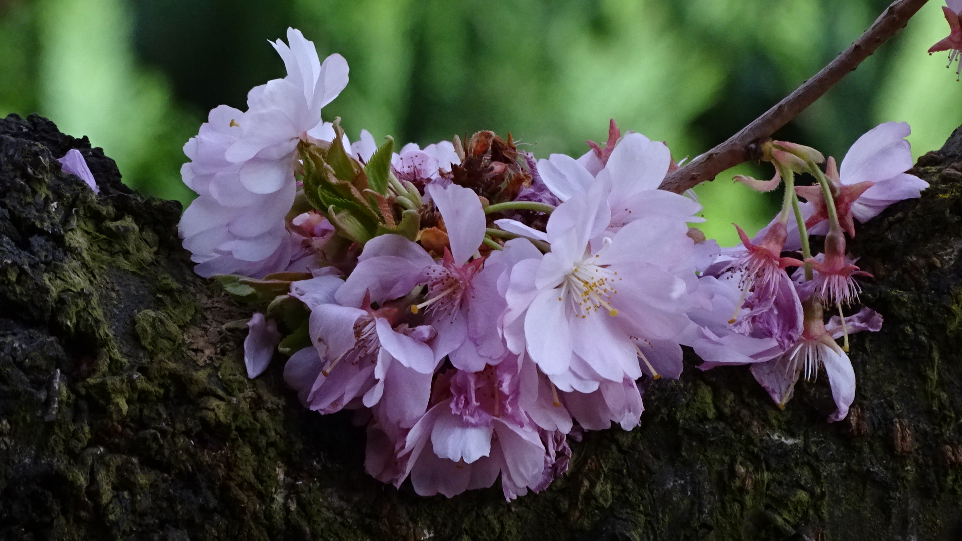 Kirschblüten - Jung an altem schattigem Stamm