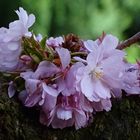 Kirschblüten - Jung an altem schattigem Stamm