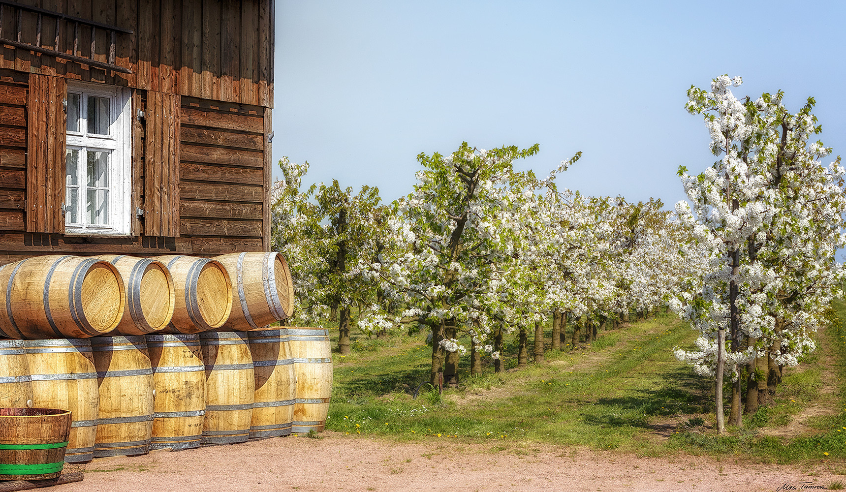 Kirschblüten - Kirschwein