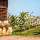 Kirschblüten - Kirschwein