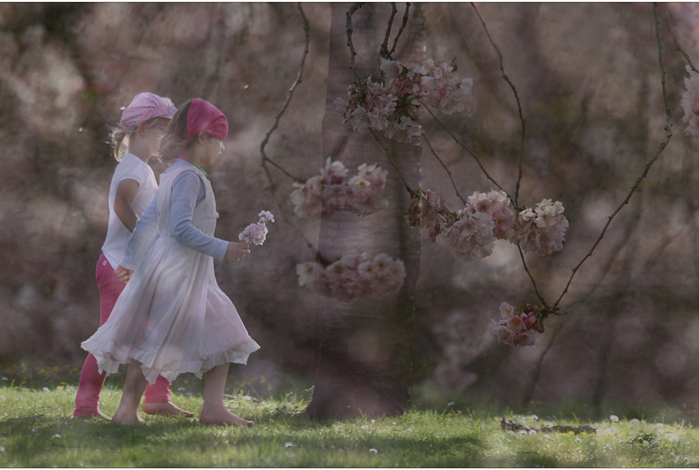 kirschblüten ladies