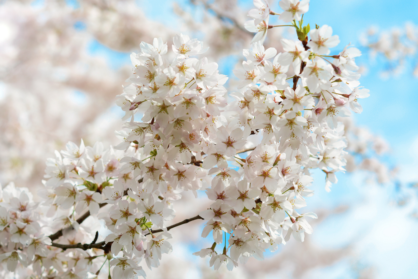 Kirschblüten läuten den Frühling ein