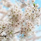 Kirschblüten läuten den Frühling ein