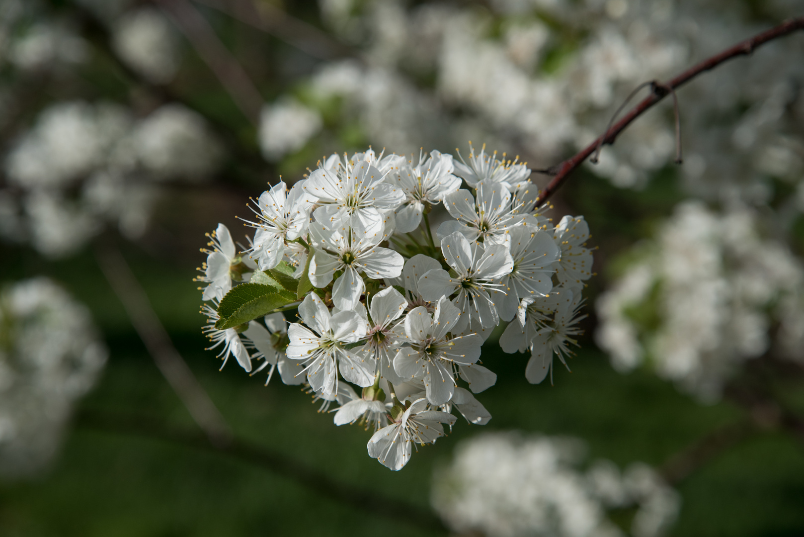 Kirschblüten lassen sich auch durch Corona nicht stören