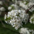 Kirschblüten lassen sich auch durch Corona nicht stören