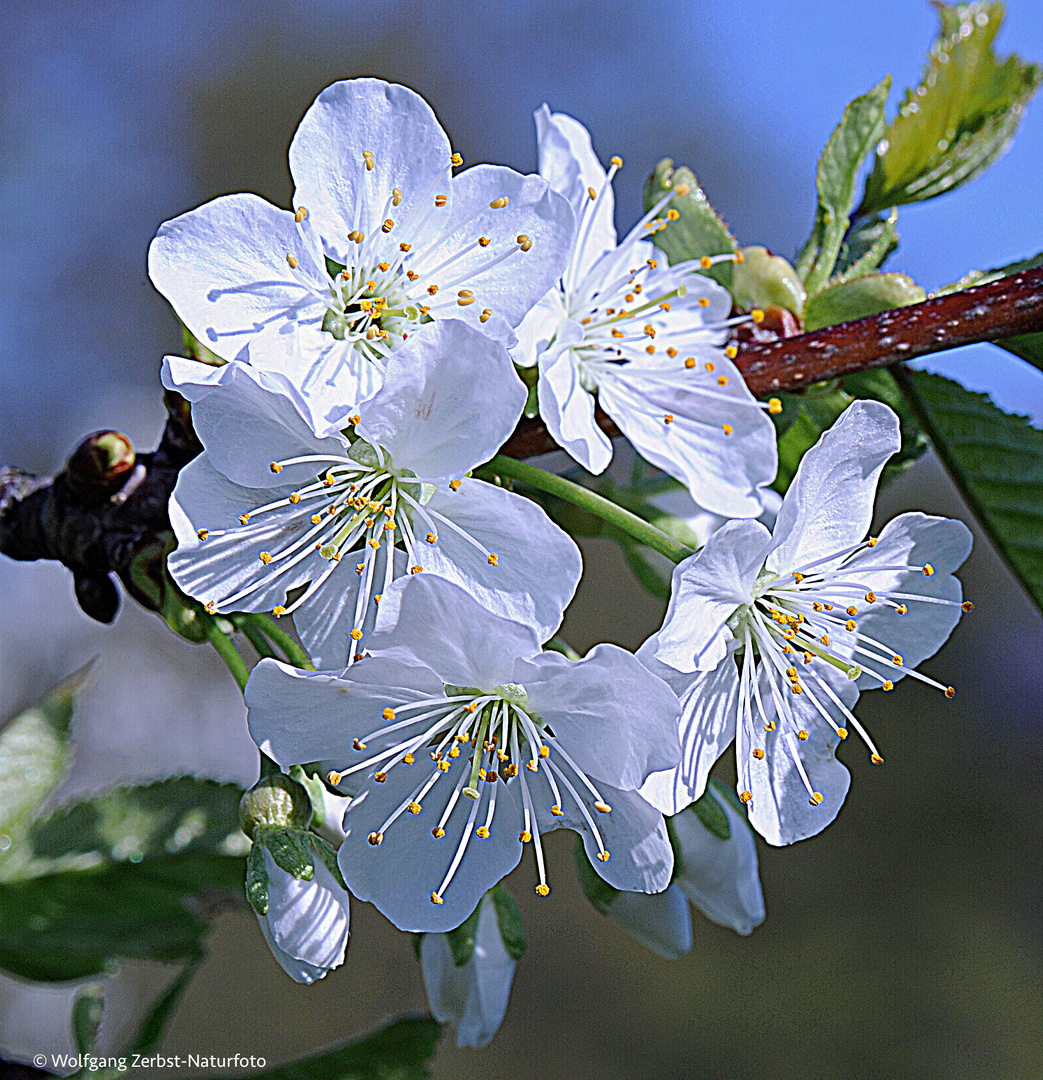 --- Kirschblüten ---    ( Makro )