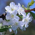 --- Kirschblüten ---    ( Makro )