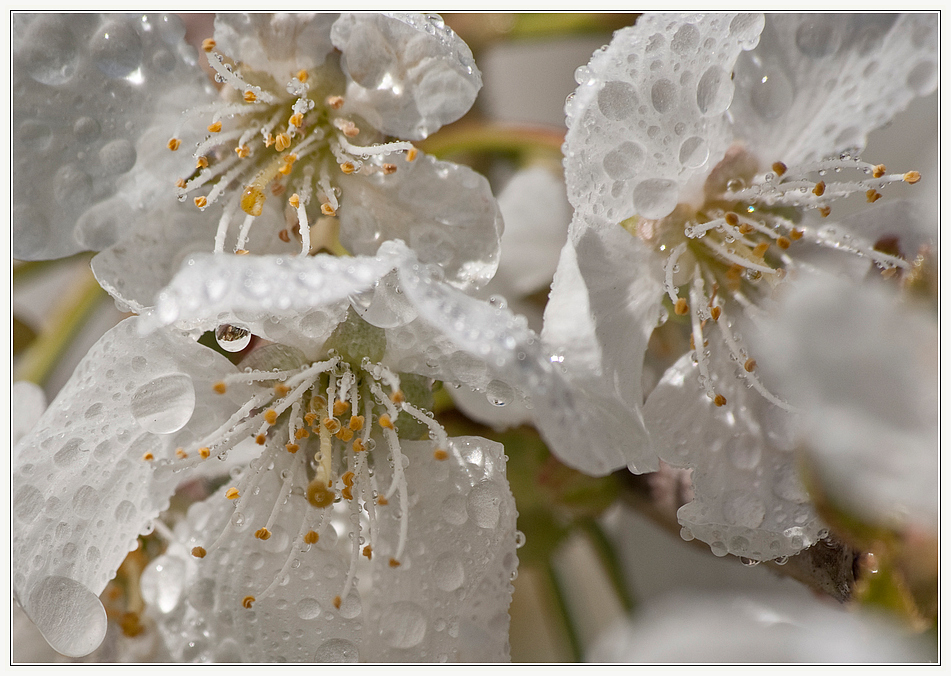 kirschblüten mal anders