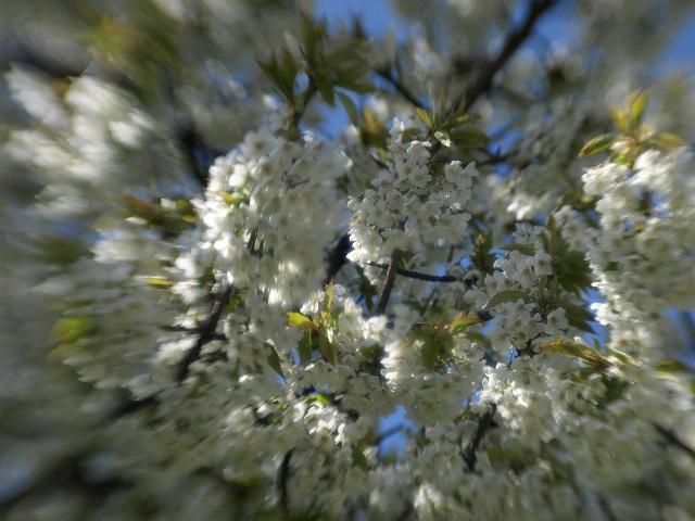 Kirschblüten mal etwas anders..