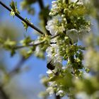 Kirschblüten mit Besuch