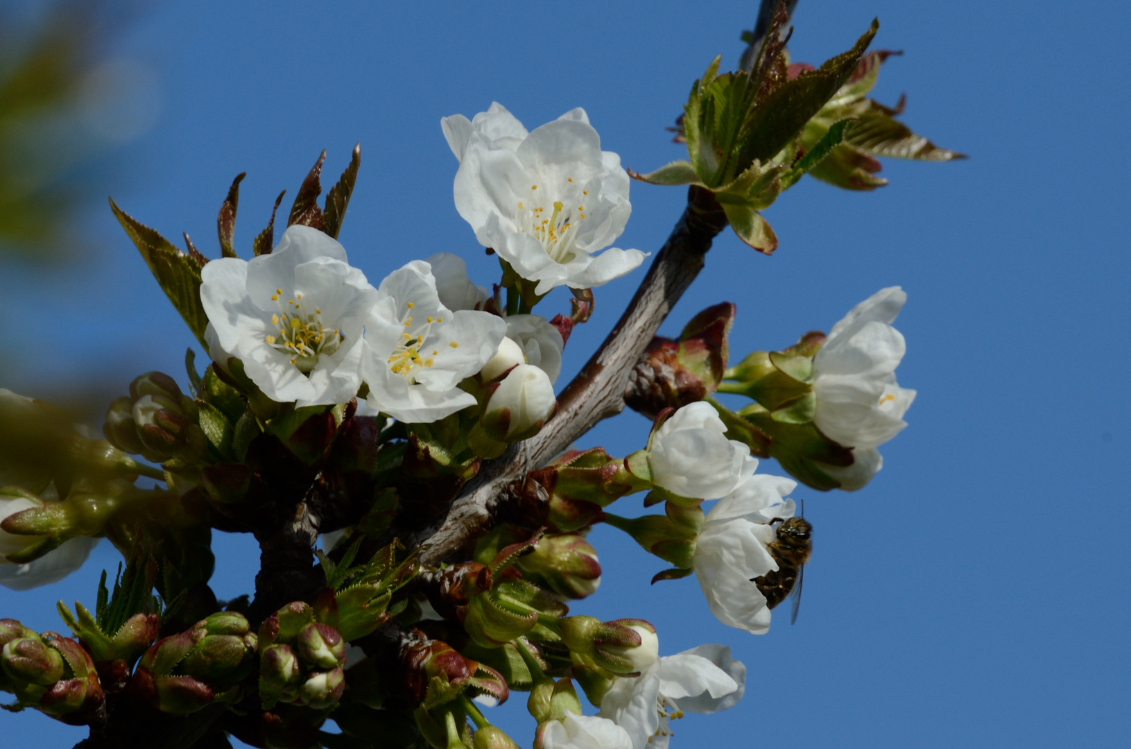 Kirschblüten mit Biene