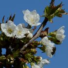 Kirschblüten mit Biene