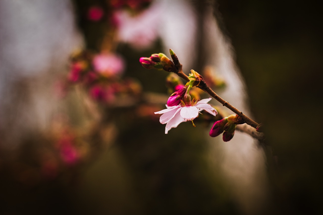 Kirschblüten mit bokeh 