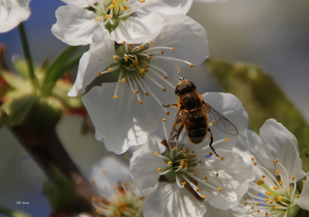 Kirschblüten mit Gast