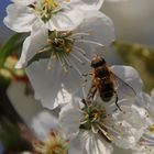 Kirschblüten mit Gast