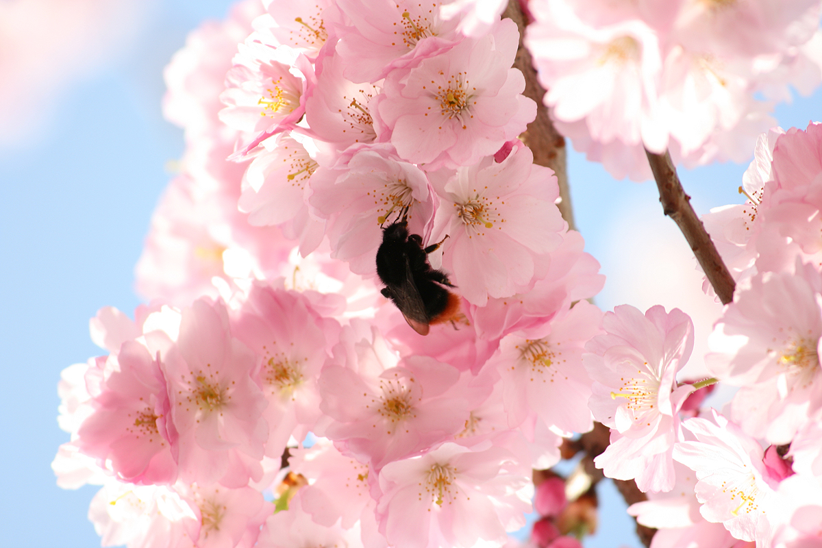 Kirschblüten mit Hummel