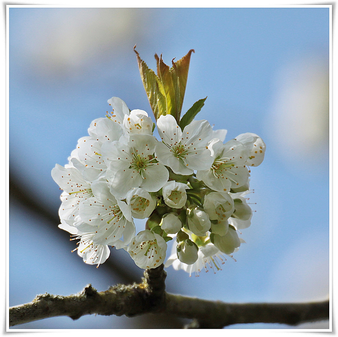 Kirschblüten mit Krone