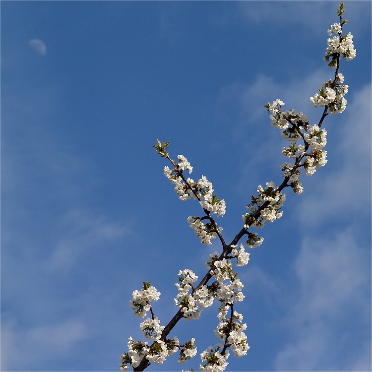 Kirschblüten (mit Mond) :-)