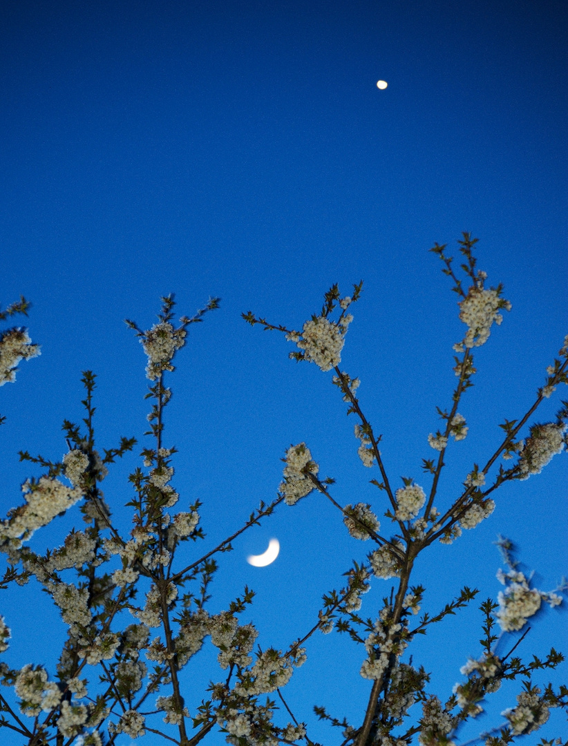 Kirschblüten mit Mond