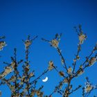 Kirschblüten mit Mond