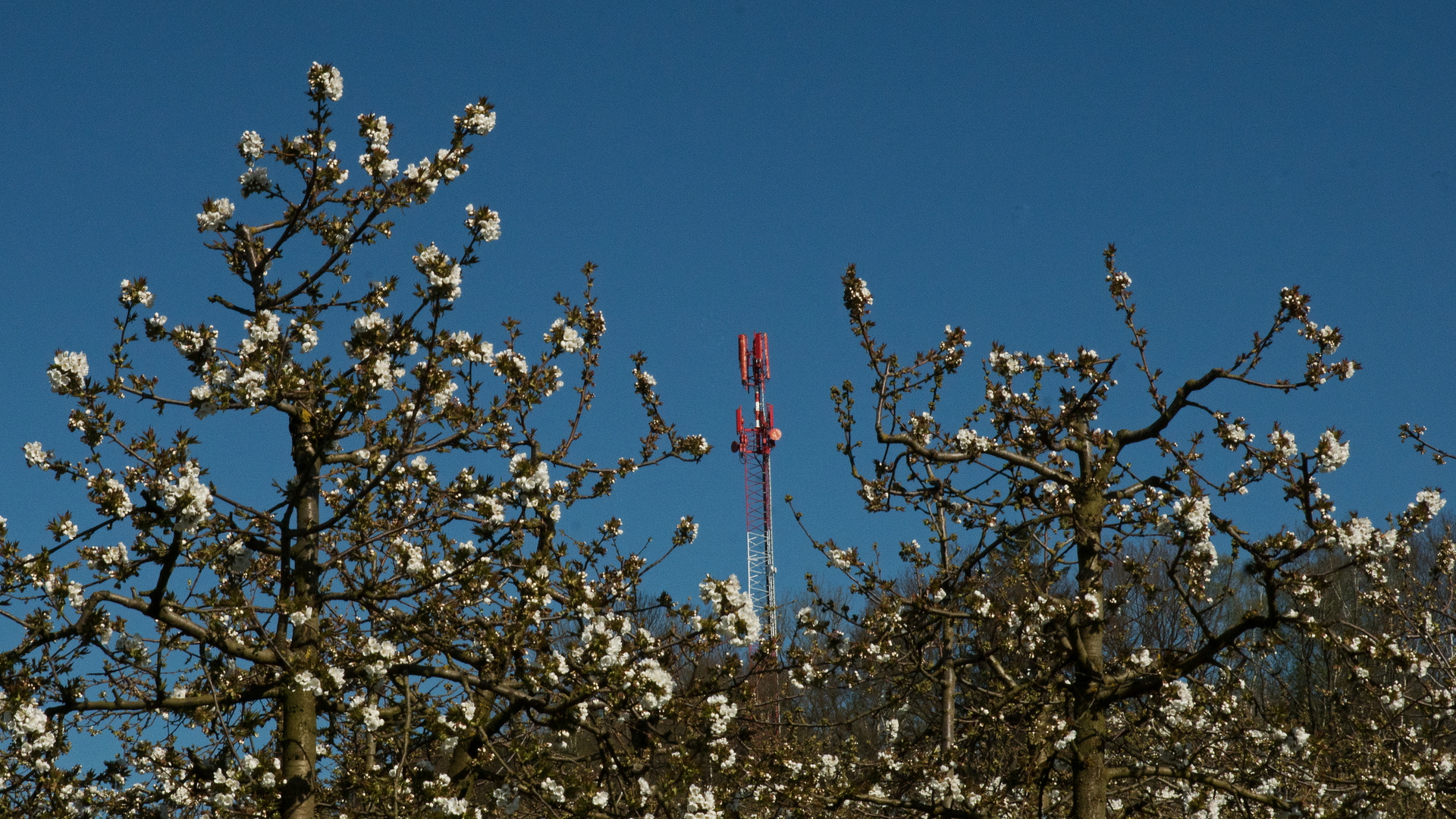 Kirschblüten mit Sender