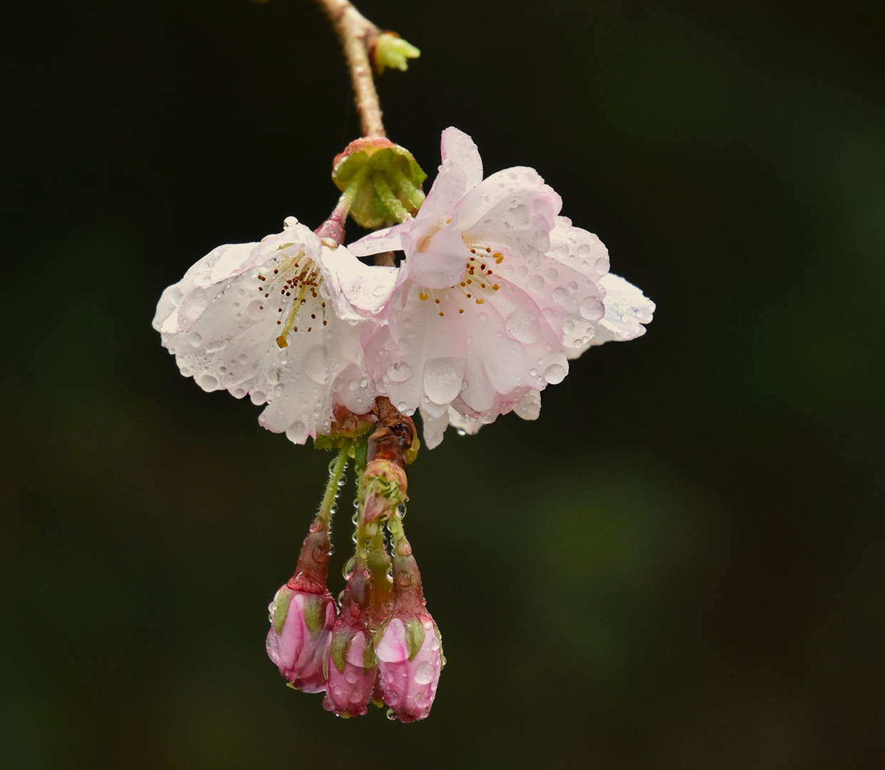 Kirschblüten nach dem Regen....