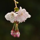 Kirschblüten nach dem Regen....