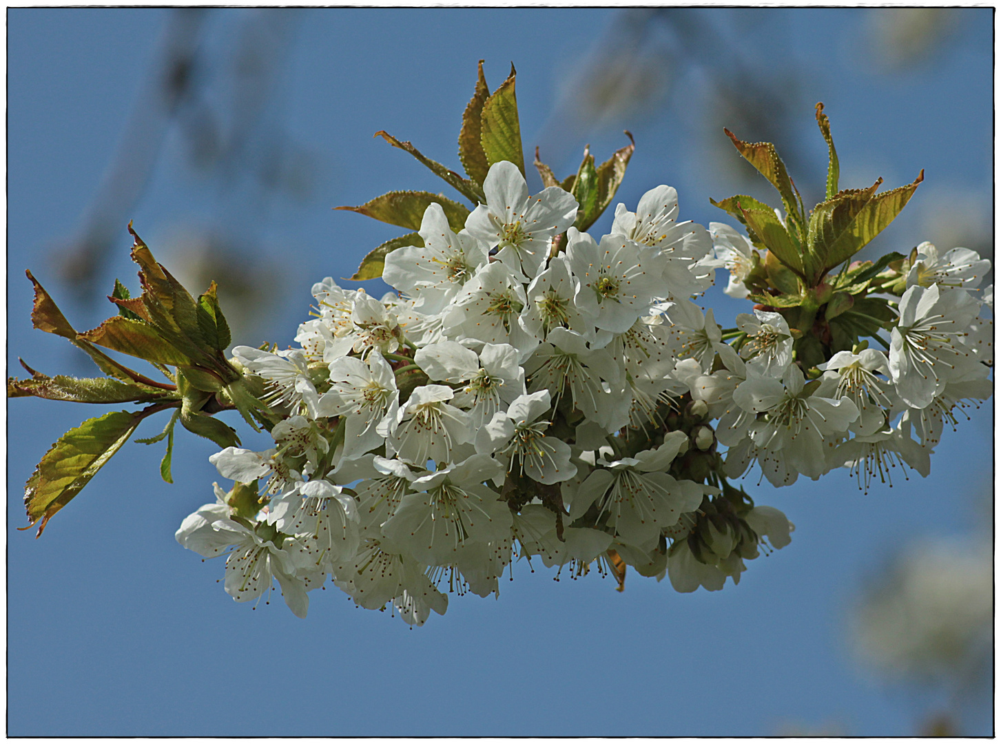 Kirschblüten noch vor dem Regen und der Kälte