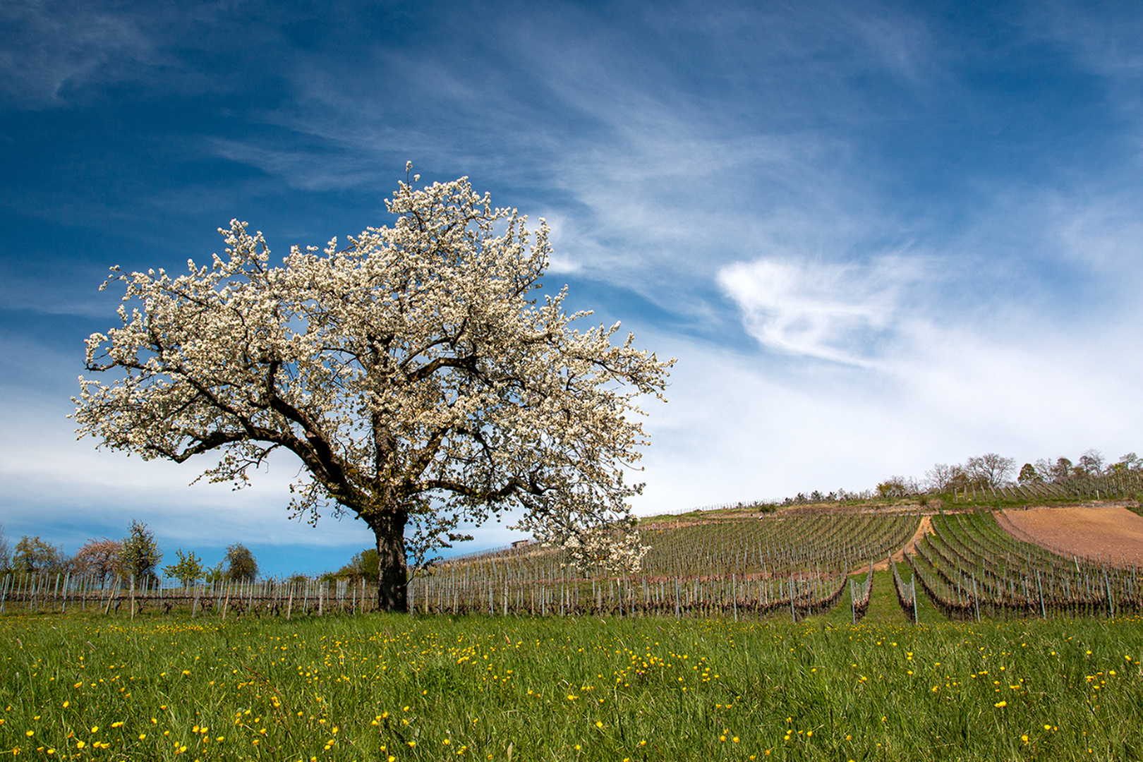 - Kirschblüten, oder . . 