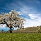 - Kirschblüten, oder . . 