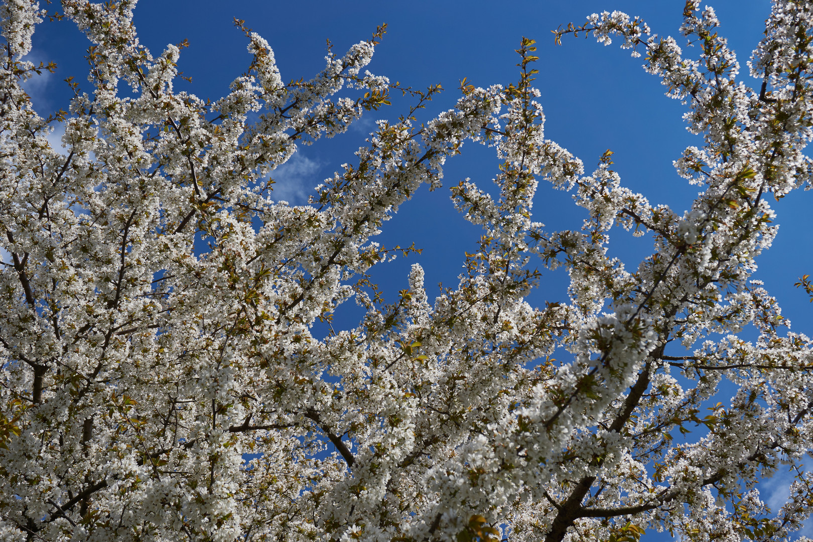 Kirschblüten ohne Ende