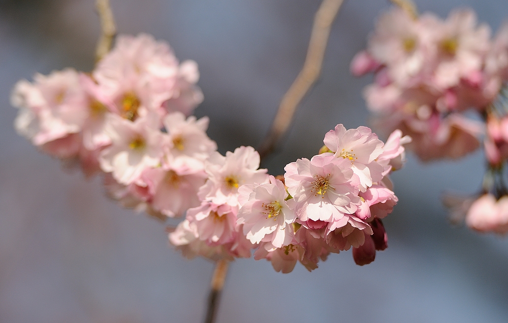 Kirschblüten ohne Ende im Schwetzinger Schlossgarten.