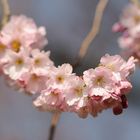 Kirschblüten ohne Ende im Schwetzinger Schlossgarten.