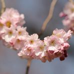 Kirschblüten ohne Ende im Schwetzinger Schlossgarten.