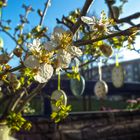 Kirschblüten-Osterstrauss