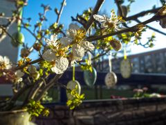 Kirschblüten-Osterstrauss