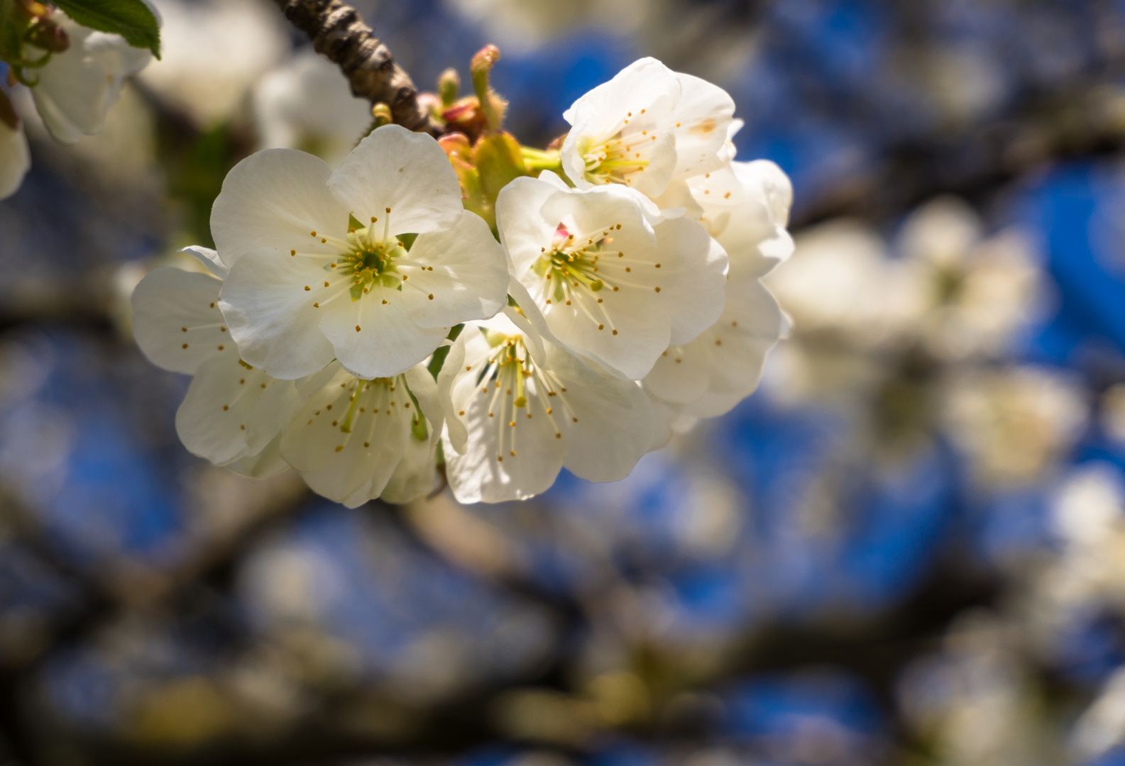 Kirschblüten - sakura