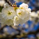 Kirschblüten - sakura